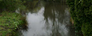 a pond