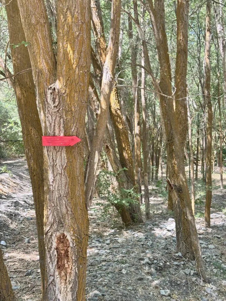 red mando arrow on a tree