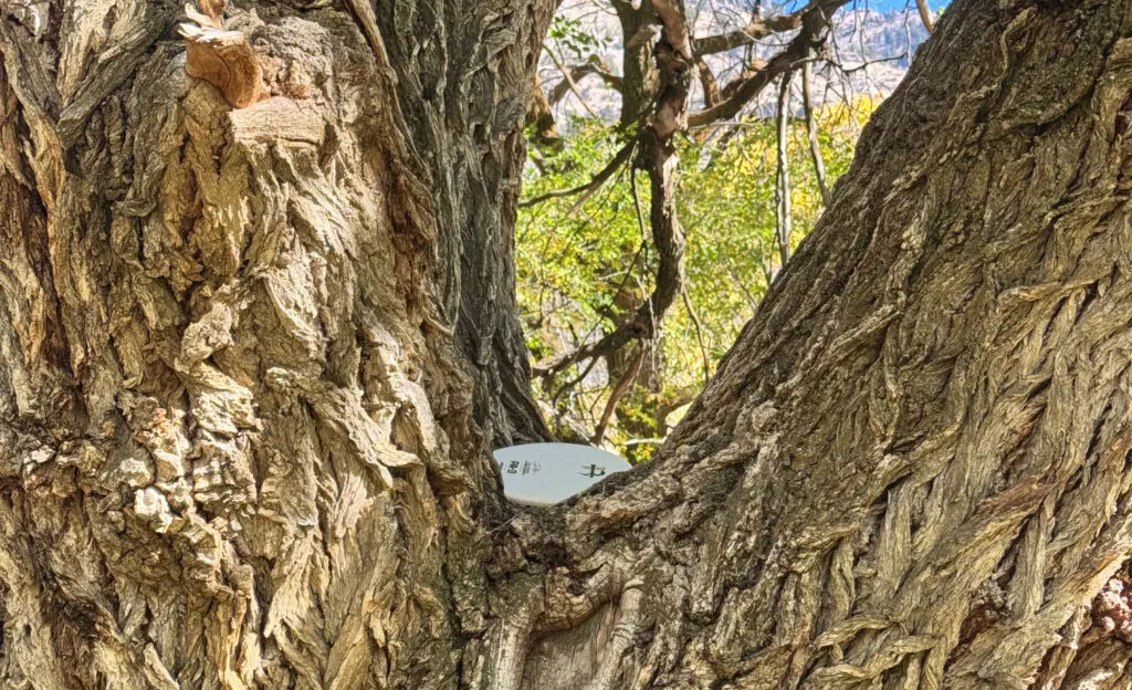 A disc golf disc in a tree